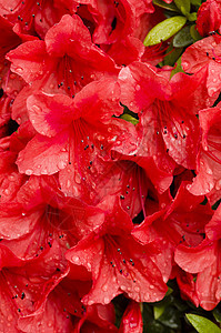 红zalea鲜花红色粉色宏观植物群植物水滴园艺图片