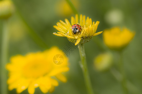 带露水滴露的Ladybug黄色动物水滴瓢虫花园宏观昆虫背景图片