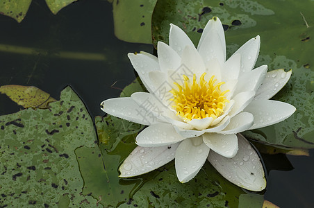 白水状绿叶白色荷花池塘水生植物植物黄色图片