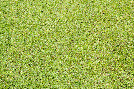 绿色草地的假象娱乐绿色植物刀刃课程土地植物高尔夫球休闲俱乐部玩家图片