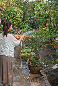 年轻有吸引力的女士给植物浇水职业工人工作苗圃花园成人植物学房子女孩水管图片