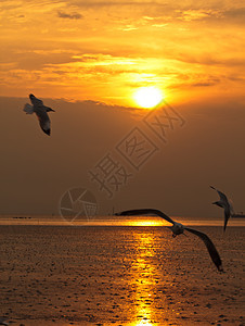 正在飞行的海鸥水禽生活日落日出野生动物海鸟翅膀榜浦图片
