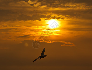 飞行中的海鸥野生动物翅膀水禽榜浦海鸟日落生活日出图片