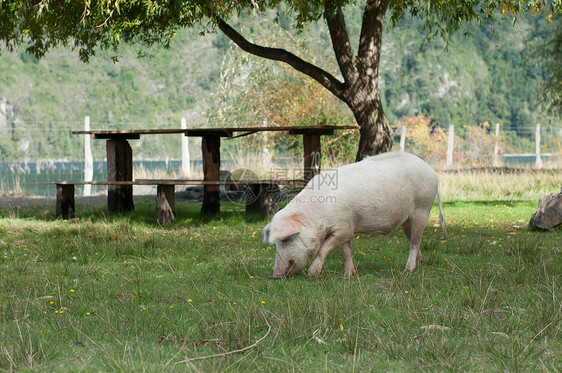 餐桌和猪(2)图片