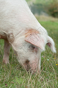 对猪吃猪食的检查图片