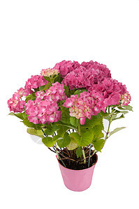 带粉红锅顶景的花朵大叶生长植物群紫丁香雄蕊美丽园艺叶子花园绣球花图片