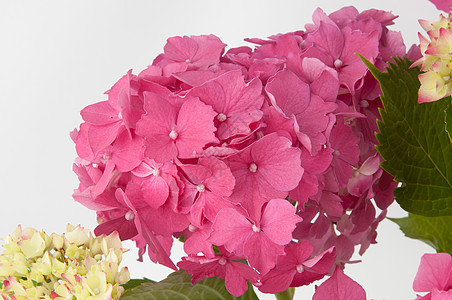花朵近视植物学美丽花店绣球花园艺大叶紫色紫丁香花园植物图片