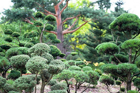 园地景观 顶级生长叶子创造力花园季节植物园艺艺术剪裁晴天图片