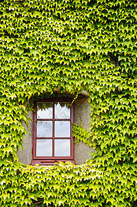 Ivy 覆盖墙壁和窗户框架登山者玻璃植物植被生长树叶乡村建筑叶子图片