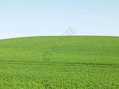 绿野植物场景季节天气园景风景摄影环境场地蓝色图片