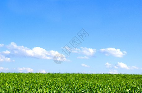 字段和蓝天空国家美丽天空远景场地植物天气农场地平线农村图片