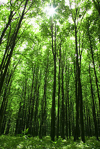 森林植物精神树木活力荒野阳光空地宗教辐射林地图片