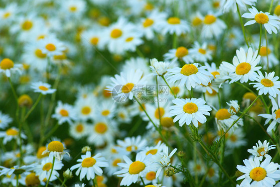 分子字段场景雏菊植物白色家庭团体花瓣叶子草地花朵图片
