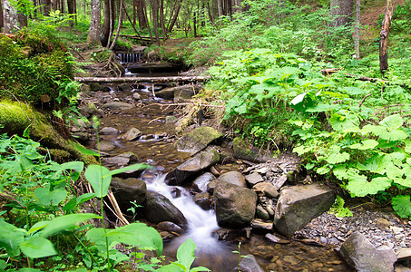 森林植物岩石石头瀑布环境溪流荒野苔藓旅行木头图片
