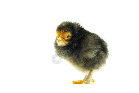 婴儿鸡小鸡白色工作室动物生活家畜家禽生物母鸡孵化图片