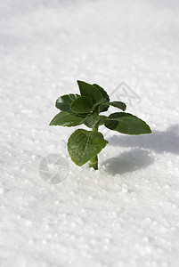 积雪中的植物繁荣花瓣生活生长树叶种子植物群灌木丛宏观美女图片