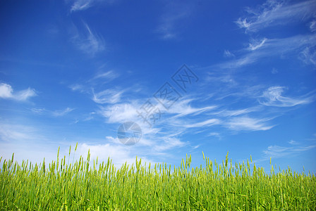 字段农场生产粮食收成生长植物稻草种子玉米小麦图片