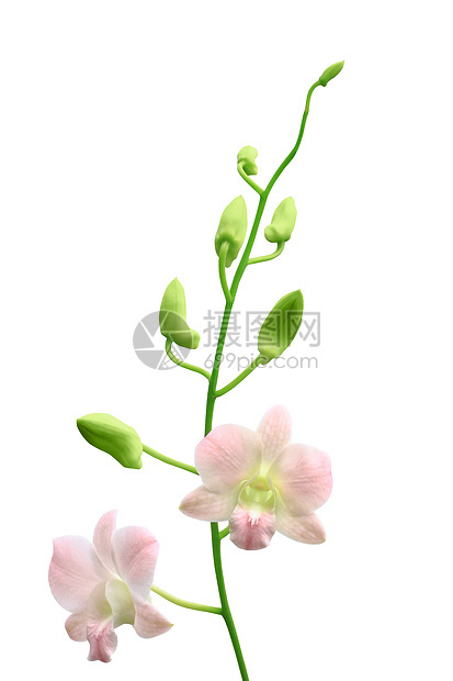 兰花组和芽枝白色绿色团体粉色花瓣图片