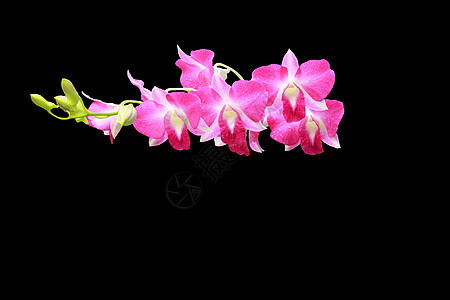 兰花组和芽枝花瓣黑色水滴团体粉色绿色水平图片