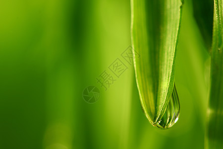 大水滴生长气候叶子反射液体雨滴环境草地阳光树叶图片