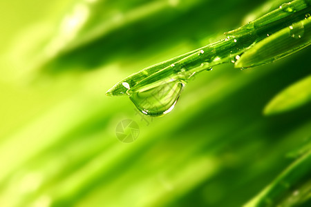 大水滴植物生长叶子草地气候阳光草本植物液体雨滴环境图片