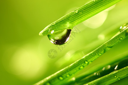 大水滴反射背景刀刃雨滴花园叶子树叶环境液体植物图片