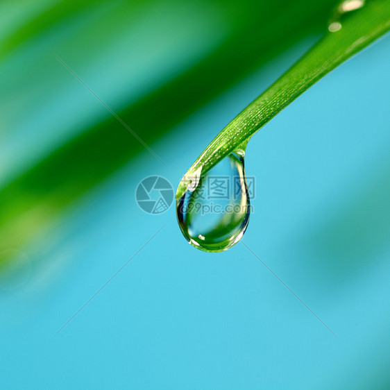 大水滴树叶植物气候叶子雨滴液体背景花园刀刃环境图片