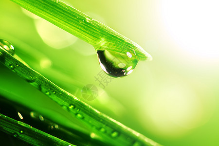 闪光水滴树叶雨滴草地环境液体生长刀刃气候太阳草本植物图片