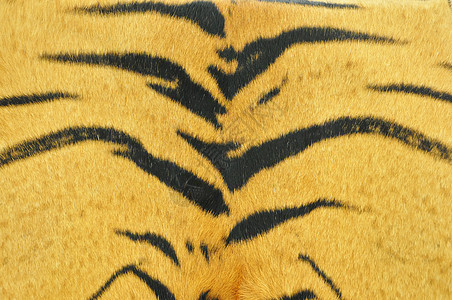 老虎皮肤图示黑色橙子黄色打印头发荒野材料热带装饰皮革图片