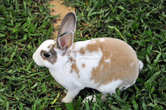 兔子兔宠物婴儿兔形哺乳动物耳朵动物农村农场场地动物群图片
