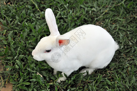 兔子兔耳朵动物农村动物群婴儿宠物哺乳动物农场场地兔形图片