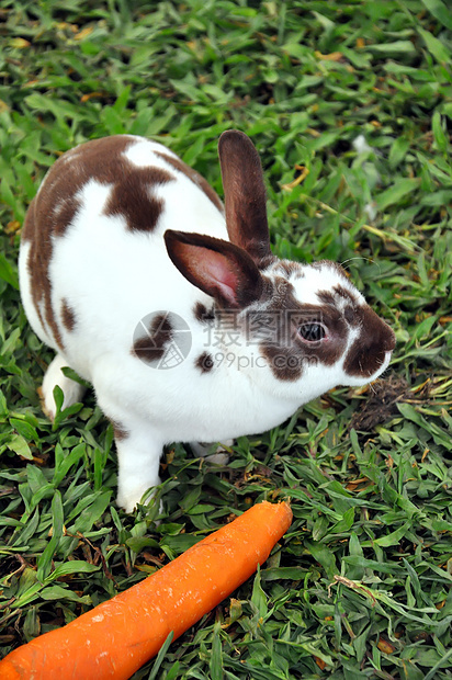 兔子兔农场动物群婴儿动物哺乳动物场地农村宠物兔形耳朵图片