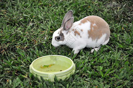 兔子兔场地兔形农村宠物动物群农场婴儿哺乳动物耳朵动物图片