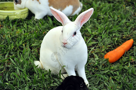 兔子兔动物农村哺乳动物农场兔形场地宠物婴儿耳朵动物群图片