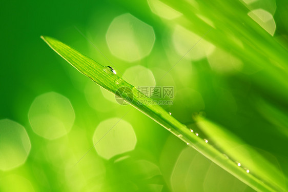 树本背景雨滴反射环境生长气候阳光叶子草本植物刀刃花园图片