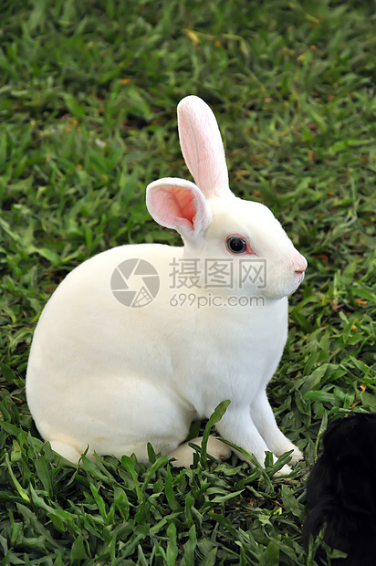 兔子兔婴儿耳朵动物群宠物动物农村哺乳动物场地兔形农场图片