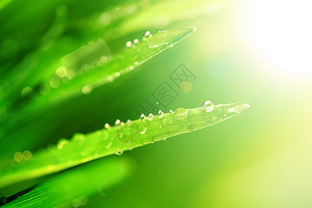 闪光水滴花园太阳反射雨滴生长叶子草本植物气候阳光宏观图片