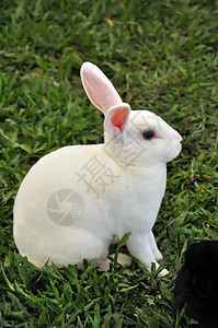 兔子兔婴儿场地宠物动物群兔形农村农场哺乳动物耳朵动物图片