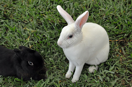 兔子兔农村哺乳动物动物群婴儿耳朵农场场地宠物兔形动物图片