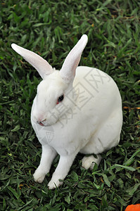 兔子兔动物群宠物场地哺乳动物农村婴儿动物兔形耳朵农场图片