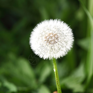 白花层屏幕草地公园宏观美丽种子花店花序植物程序图片