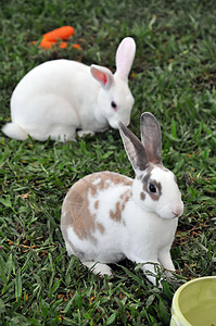 兔子兔场地哺乳动物婴儿兔形宠物动物群耳朵农场农村动物图片