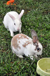 兔子兔哺乳动物动物农场农村动物群场地婴儿耳朵兔形宠物图片