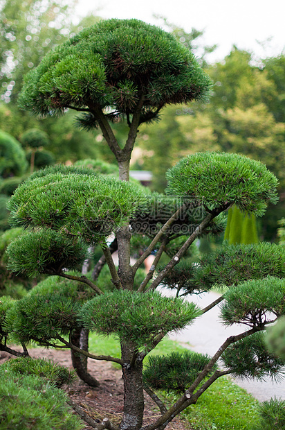 园地景观 顶级英语季节盒子公园生长灌木丛叶子园林灌木植物图片