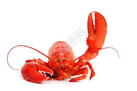 你好 龙虾用餐美食奢华海鲜海洋饮食贝类小龙虾菜单天线图片
