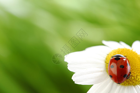 在焦油上用 ramabug生态雏菊场地天线洋甘菊生活牛眼生物学花园宏观图片