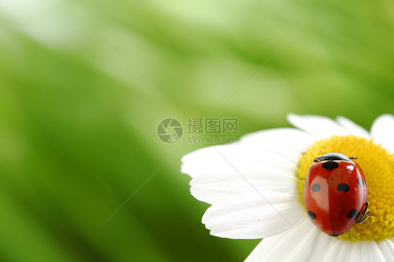 在焦油上用 ramabug生态雏菊场地天线洋甘菊生活牛眼生物学花园宏观图片