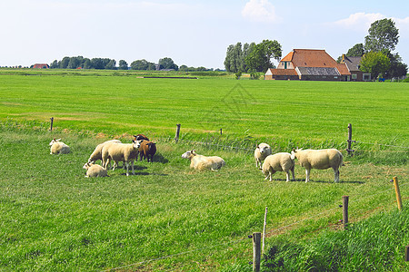 在荷兰农场附近的草原上牧羊地面农民土地天空农村谷仓太阳动物房子国家图片