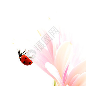 粉红色花朵上的拉虫雏菊叶子蓝色生态植物群宏观植物学漏洞甲虫天空图片