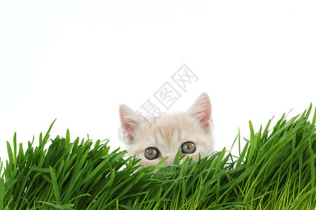 草地后面的猫环境外套动物猫科花园毛皮薄荷宠物植被小猫图片